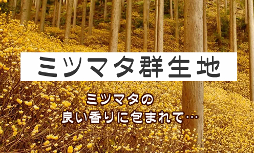佐目のミツマタ群生地