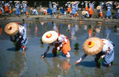 お田植祭