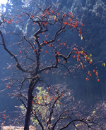 【佳作４】：晩秋の頃