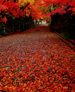 【大賞】：錦秋の彩りみ