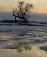 【特選２】：御神木と夕景
