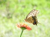 【ふるさと賞】：しばしの休息