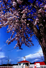 【佳作４】：春爛漫