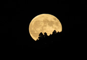 【ふるさと賞】：ご神木を照らすスーパームーン