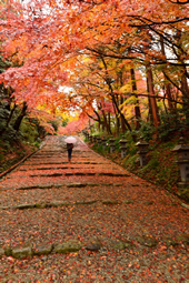 【ふるさと賞】：雨の参道