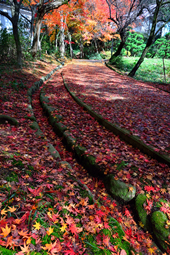 【特選１】：木漏れ日