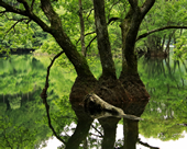 【佳作２】：ダム湖で共生