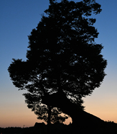 【ふるさと賞Ｂ】：暮れゆく神木