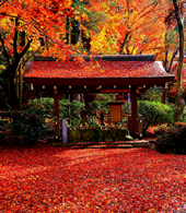 【特選１】：晩秋の彩り