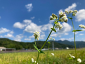 【ふるさと賞Ｂ】：天高くそばの花咲く多賀の里