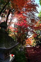 【特選２】：一葉知秋