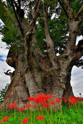 【ふるさと賞Ａ】：秋の装い