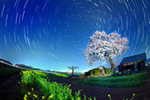 【佳作１】：1本桜と春の星