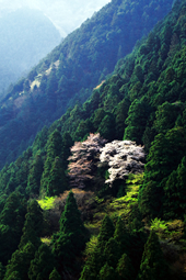 【佳作３】：深山の春