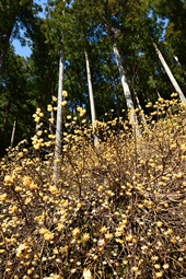 【佳作５】：黄金に輝くミツマタの花
