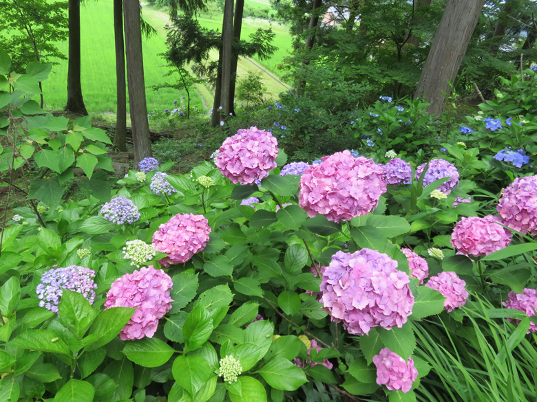 アジサイ