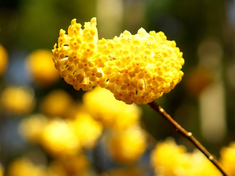 ミツマタ群生地