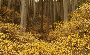 佐目のミツマタ群生地
