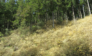 佐目のミツマタ群生地