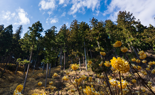 佐目のミツマタ群生地