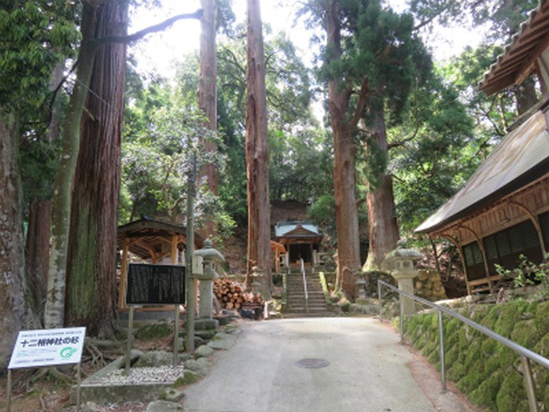 佐目十二相神社の大杉