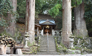 佐目十二相神社の大杉