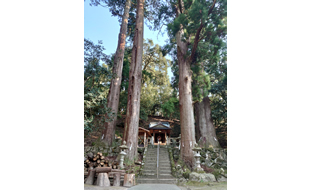 佐目十二相神社の大杉