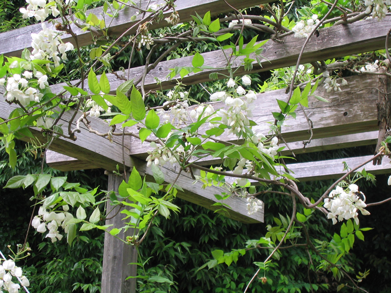 白花山藤の古木