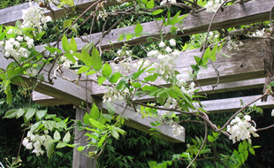 白花山藤の古木