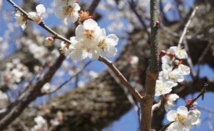 時習館の梅